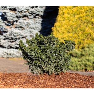 0 units available! Pre-Order Qty: 0