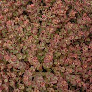 0 units available! Pre-Order Qty: 0