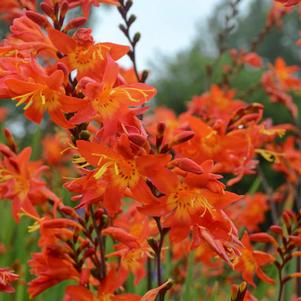 PRINCE OF ORANGE MONTBRETIA