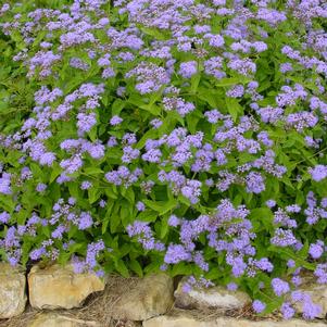 BLUE MISTFLOWER