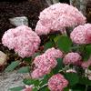 <em>Hydrangea</em> INVINCIBELLE® SPIRIT HYDRANGEA: 