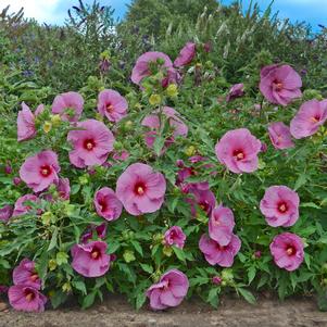 SUMMERIFIC® BERRYLICIOUS HARDY HIBISCUS