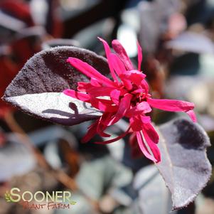 RED DIAMOND™ LOROPETALUM