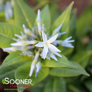 13 units available! Pre-Order Qty: 0