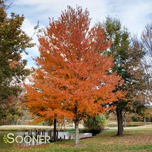 Shop Fast Growing Trees