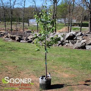 PEKING SUMMER CHARM JAPANESE TREE LILAC