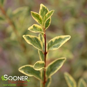 VARIEGATED PRIVET