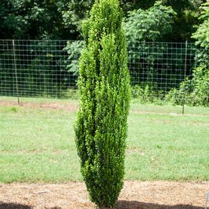 STRAIGHT & NARROW® JAPANESE HOLLY