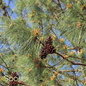 <em>Pinus</em> LOBLOLLY PINE: 
