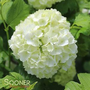 EASTERN SNOWBALL VIBURNUM