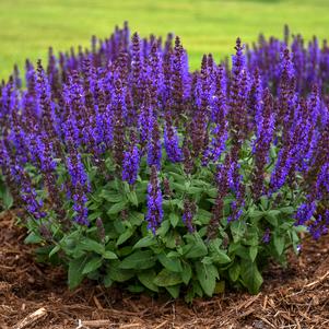 BUMBLEBLUE MEADOW SAGE