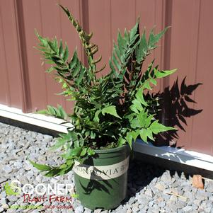 JURASSIC™ STEGOSAURUS JAPANESE HOLLY FERN