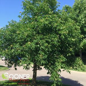 <em>Aesculus</em> AUTUMN SPLENDOR BUCKEYE: 