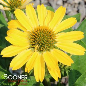 COLOR CODED® YELLOW MY DARLING CONEFLOWER