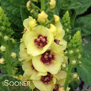 DARK EYES MULLEIN