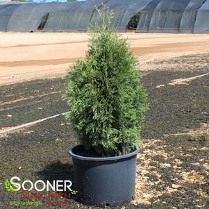 SLENDER GIANT™ ARBORVITAE