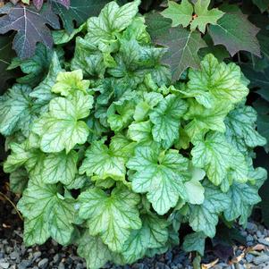 MINT JULEP CORAL BELLS