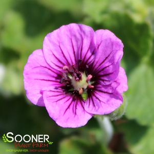 PERFECT STORM CRANESBILL GERANIUM