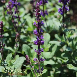 CARADONNA MEADOW SAGE