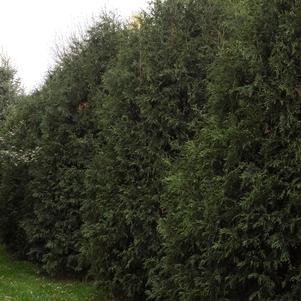 TECHNY ARBORVITAE