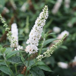 MISS PEARL BUTTERFLY BUSH