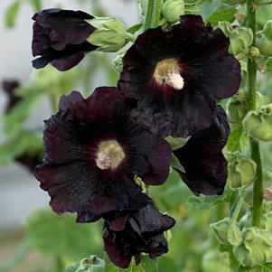 SPOTLIGHT BLACKNIGHT HOLLYHOCK