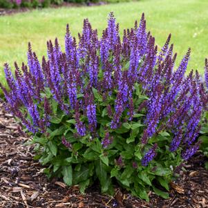 VIOLET PROFUSION MEADOW SAGE