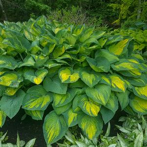 PAUL'S GLORY HOSTA