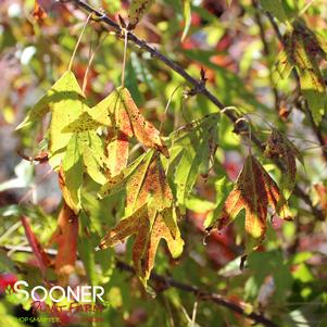 <em>Acer</em> MINO YATSUBUSA TRIDENT MAPLE: 