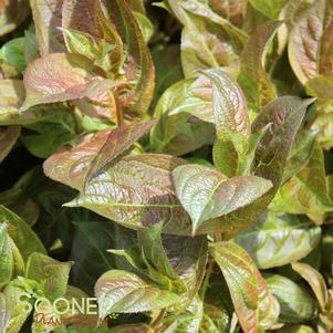 <em>Weigela</em> WINGS OF FIRE WEIGELA: 