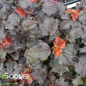 <em>Physocarpus</em> COPPERTINA® NINEBARK: 