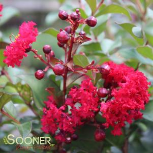 193 units available! Pre-Order Qty: 0