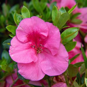 946 units available! Pre-Order Qty: 0