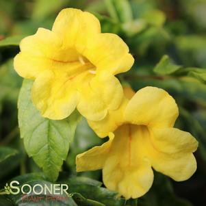 8 units available! Pre-Order Qty: 0