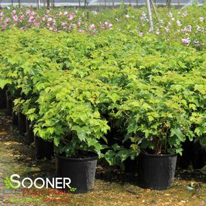 3 units available! Pre-Order Qty: 0