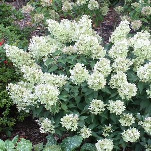 WHITE CAPS™ HYDRANGEA