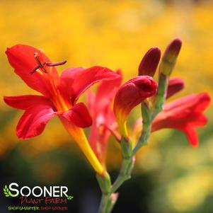 LUCIFER MONTBRETIA