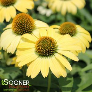 EYE-CATCHER™ CANARY FEATHERS CONEFLOWER