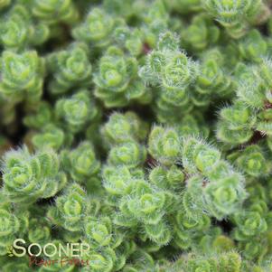 5 units available! Pre-Order Qty: 0