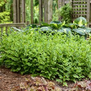 16 units available! Pre-Order Qty: 0