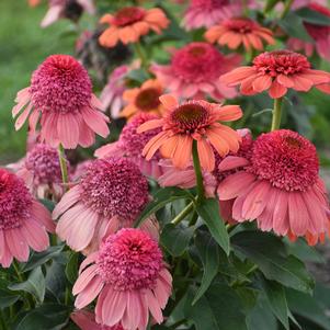 DOUBLE DIPPED™ RAINBOW SHERBET CONEFLOWER