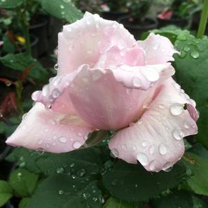 MEMORIAL DAY™ HYBRID TEA ROSE