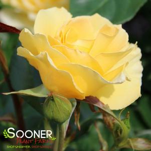 QUEST FOR ZEST™ GRANDIFLORA ROSE