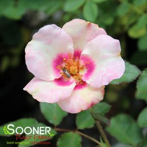 IN YOUR EYES® SHRUB ROSE