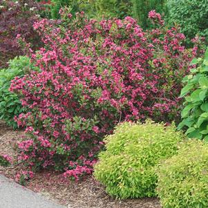 SONIC BLOOM® PUNCH™ WEIGELA