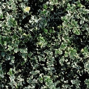 <em>Euonymus fortunei</em> EMERALD GAIETY EUONYMUS: 