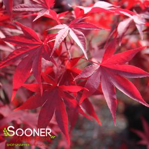 Image Property of Sooner Plant Farm, Inc.