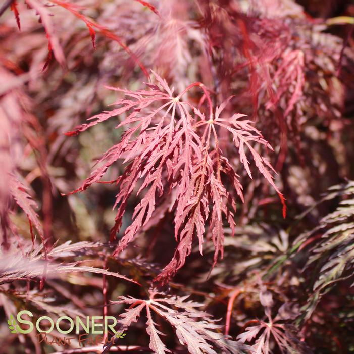 Image Property of Sooner Plant Farm, Inc.