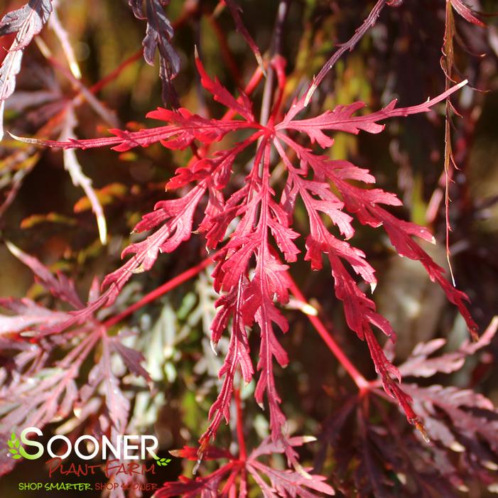 RED SELECT WEEPING JAPANESE MAPLE