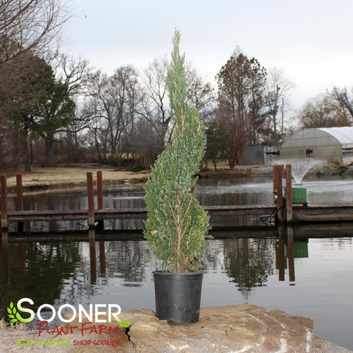 SPIRAL BLUE POINT JUNIPER